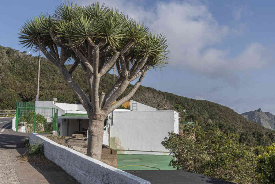 Tenerife 124 - parque rural de Anaga  - El Bailadero.jpg